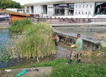 Kert és parkgondozás