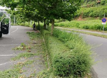 Kert és parkgondozás